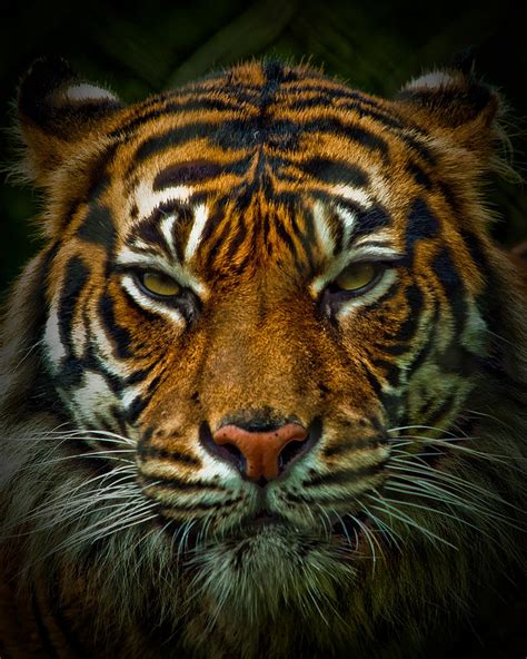 The bright eyes of a Bengal tiger stare up in Bandhavgarh national park. Once widespread throughout the jungles of the Indian subcontinent, only a few pockets of these tigers remain in the wild.